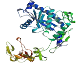 A Disintegrin And Metalloprotease 28 (ADAM28)