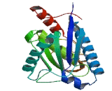 A Disintegrin And Metalloprotease 33 (ADAM33)