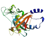 A Disintegrin And Metalloprotease 4 (ADAM4)