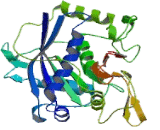 A Disintegrin And Metalloproteinase With Thrombospondin 10 (ADAMTS10)