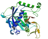 A Disintegrin And Metalloproteinase With Thrombospondin 15 (ADAMTS15)