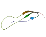 A Disintegrin And Metalloproteinase With Thrombospondin 19 (ADAMTS19)