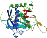 A Disintegrin And Metalloproteinase With Thrombospondin 9 (ADAMTS9)