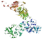 A Kinase Anchor Protein 6 (AKAP6)