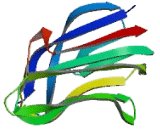 Tumor Necrosis Factor Ligand Superfamily, Member 13 (TNFSF13)