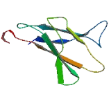 ABI Family, Member 3 Binding Protein (ABI3BP)