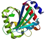 ADP Ribosylation Factor 5 (ARF5)