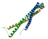 ADP Ribosylation Factor Interacting Protein 2 (ARFIP2)