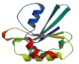 ADP Ribosylation Factor Like Protein 10 (ARL10)