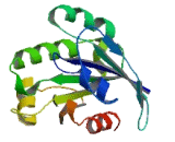 ADP Ribosylation Factor Like Protein 11 (ARL11)