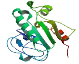 ADP Ribosylation Factor Like Protein 13A (ARL13A)