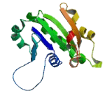 ADP Ribosylation Factor Like Protein 14 (ARL14)