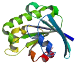 ADP Ribosylation Factor Like Protein 15 (ARL15)