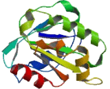 ADP Ribosylation Factor Like Protein 16 (ARL16)