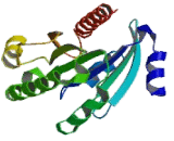 ADP Ribosylation Factor Like Protein 2 (ARL2)