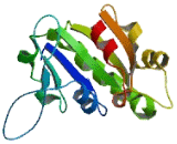 ADP Ribosylation Factor Like Protein 4C (ARL4C)