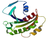 ADP Ribosylation Factor Like Protein 5 (ARL5)