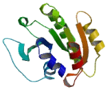 ADP Ribosylation Factor Like Protein 5B (ARL5B)