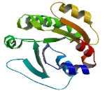 ADP Ribosylation Factor Like Protein 5C (ARL5C)