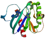 ADP Ribosylation Factor Like Protein 6 (ARL6)