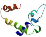 ADP Ribosylation Like Factor 6 Interacting Protein 6 (ARL6IP6)