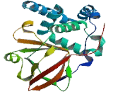 ADP Ribosyltransferase 2 (ART2)