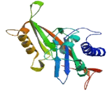 AMME Chromosomal Region Gene 1 Like Protein (AMMECR1L)