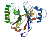 Apurinic/Apyrimidinic Endonuclease 1 (APEX1)