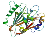 Apurinic/Apyrimidinic Endonuclease 2 (APEX2)