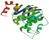 ATP Binding Cassette Transporter C3 (ABCC3)