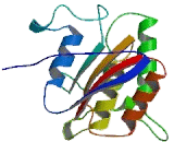 ATP Binding Cassette Transporter D4 (ABCD4)