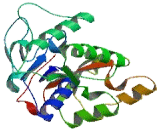 ATP Binding Domain Protein 4 (ATPBD4)