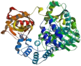 ATP Dependent DNA ligase I (LIG1)