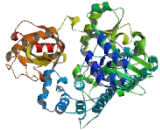 ATP Dependent DNA ligase II (LIG2)