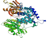 ATP Dependent DNA ligase IV (LIG4)