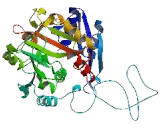 ATP/GTP Binding Protein 1 (AGTPBP1)