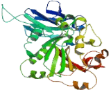 ATP/GTP Binding Protein Like Protein 4 (AGBL4)