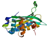 ATP Synthase Mitochondrial F1 Complex Assembly Factor 1 (ATPAF1)