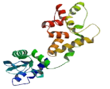 ATP Synthase Mitochondrial F1 Complex Assembly Factor 2 (ATPAF2)