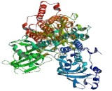 ATPase, H+/K+ Transporting, Nongastric Alpha Polypeptide (ATP12a)