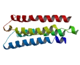 ATPase, H+ Transporting, Mitochondrial F0 Complex, Subunit C2 (ATP5g2)