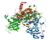 ATPase Class I Type 8B2 (ATP8B2)