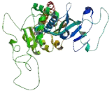 ATPase Class V Type 10A (ATP10A)