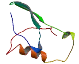 AarF Domain Containing Kinase 1 (ADCK1)