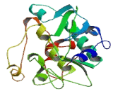 AarF Domain Containing Kinase 4 (ADCK4)