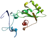 Acetoacetyl Coenzyme A Synthetase (AACS)