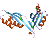 Acetolactate Synthase (ALS)