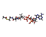 Acetyl Coenzyme A (A-CoA)