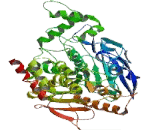 Acetylcholinesterase (ACHE)