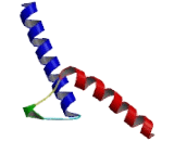 Achaete Scute Complex Like Protein 2 (ASCL2)